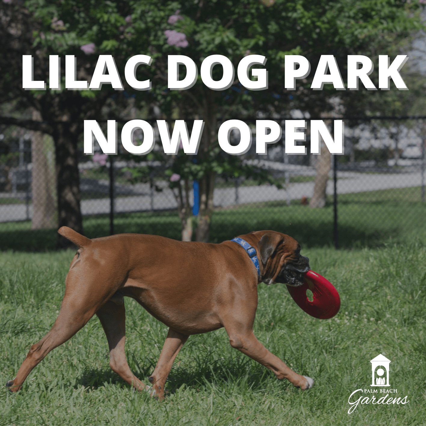 Lilac Dog Park Now Open