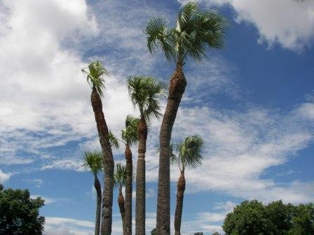 Over-pruning of Sabal Palms