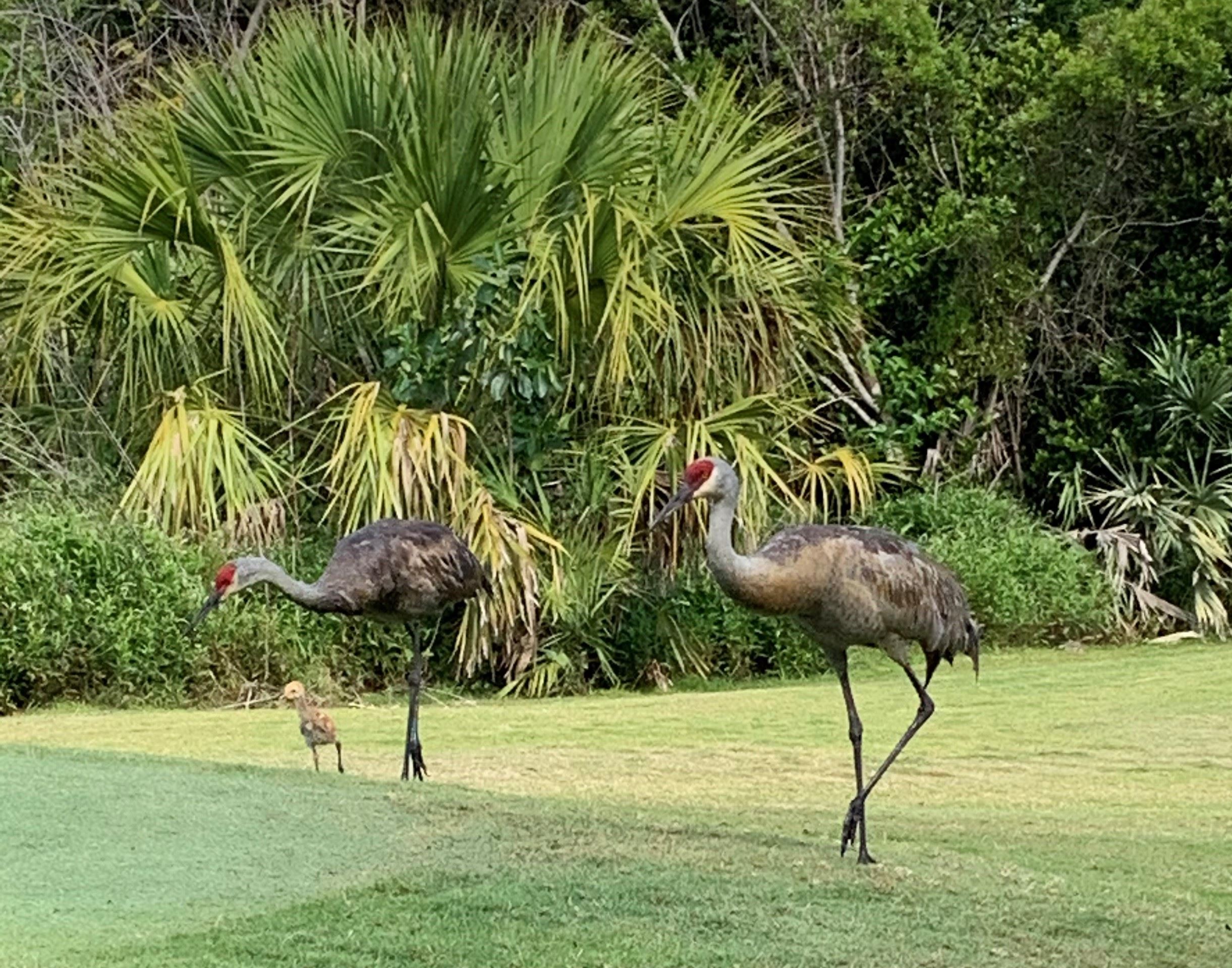 Sandhill Cranes