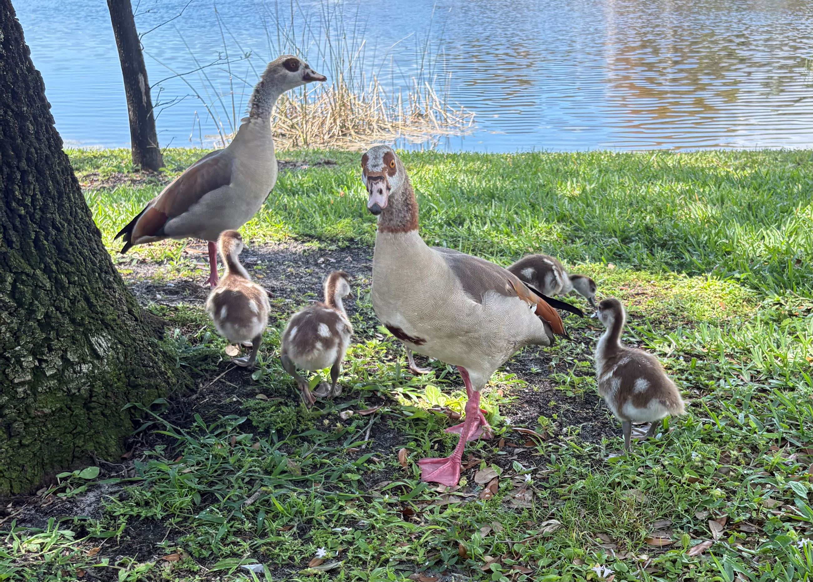 1ST PLACE - Kim Madeiros iGARDENS Celebrities of the Gardens.