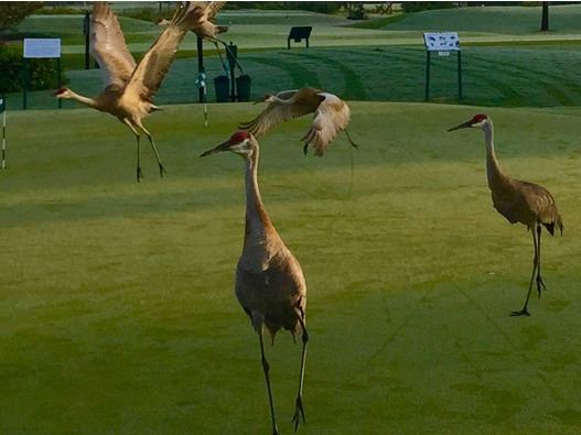 Sandhill Cranes on Course