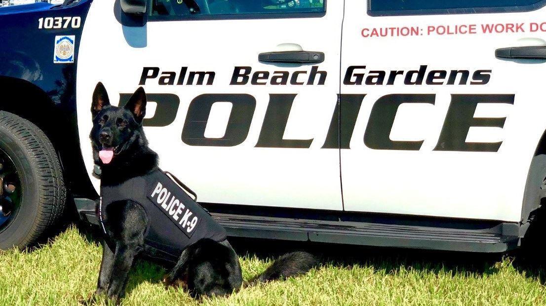 Picture of Police Canine 