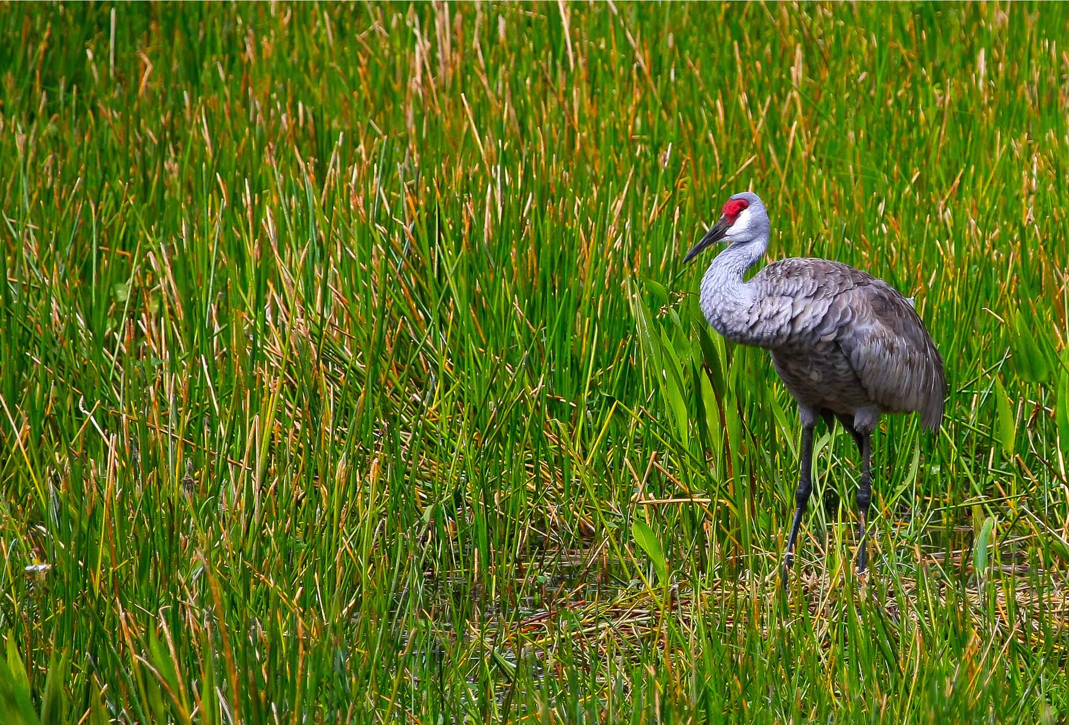 Sandhill crane in natural habitat