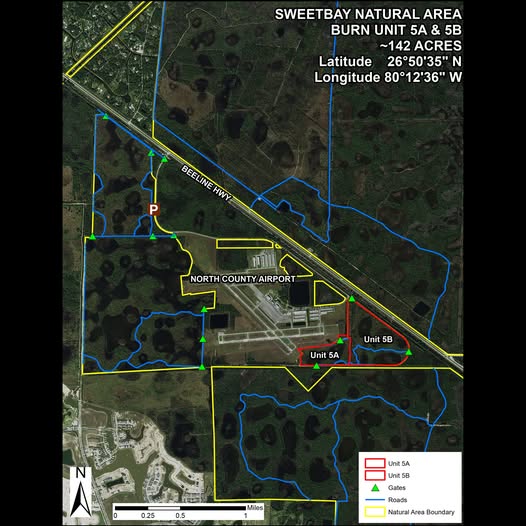 Prescribed burn area at the Sweetbay Natural Area.